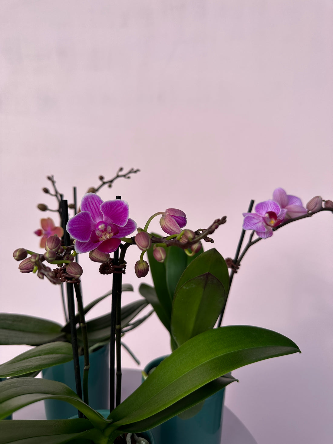How to Care for Your Orchid