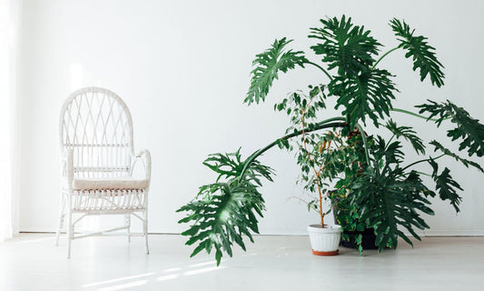 How to Decorate with Large Plants