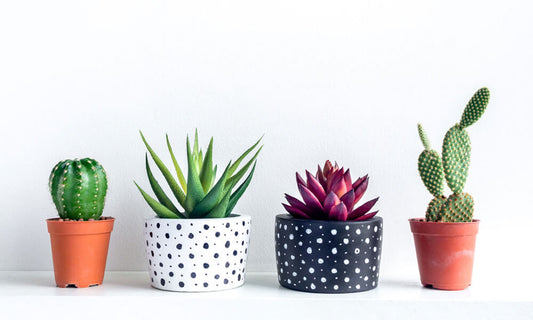 Things you didn’t know about indoor cactus plants (Cacti)  