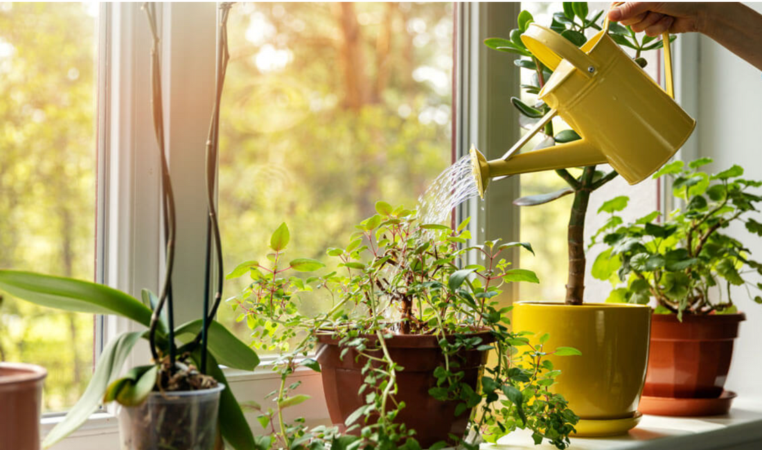 Common Mistakes People Make Caring for Houseplants
