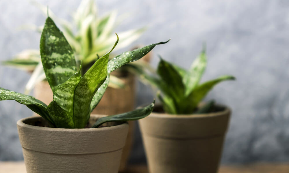 Pretty Plants That Are Easy to Care For