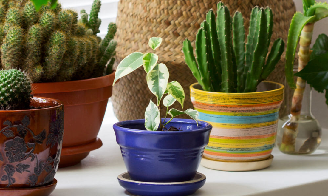 How to Pick a Plant Pot for Your Plant and Your Home