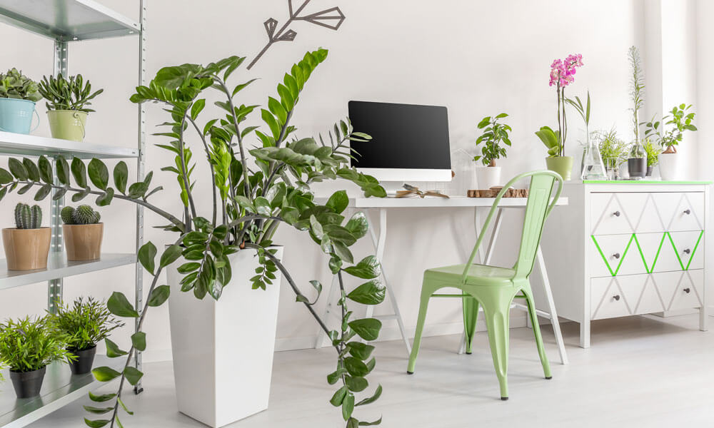 Great Ways to Style your Interiors with Indoor Plants