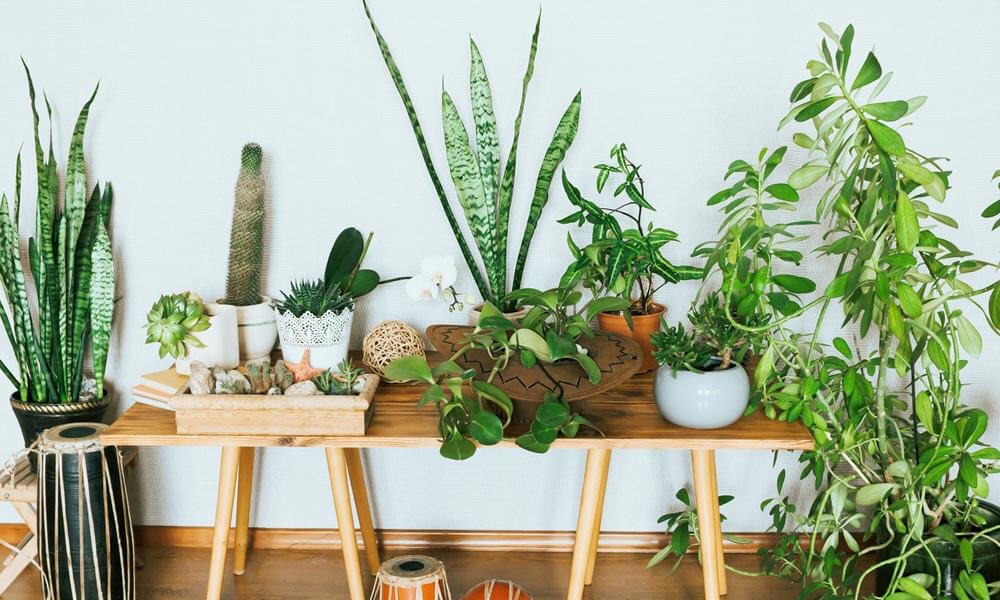 Tips on Caring for your Indoor Houseplants