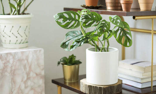 Looking for Instagrammable Plants?