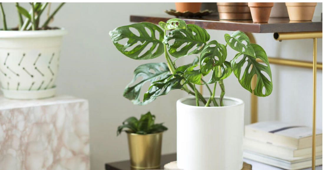 Tips to help your Monstera Deliciosa (The Swiss Cheese Plant) Thrive