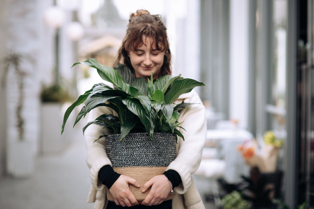 A Quick Guide on How to Care for a Peace Lily