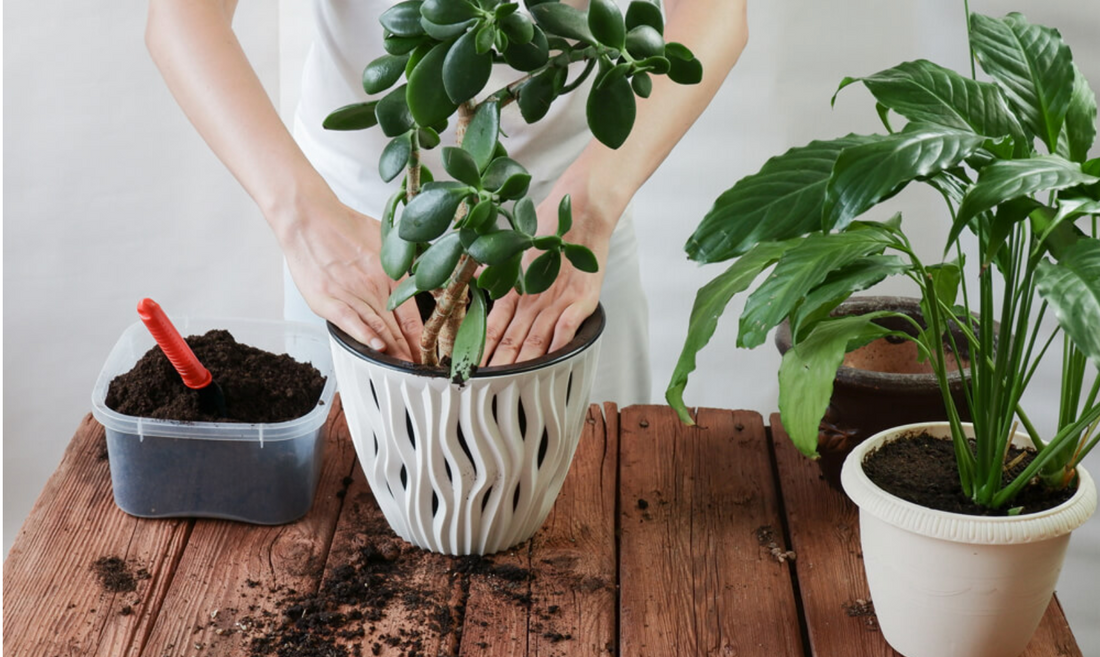 Tips on How to Repot Your Indoor Plants
