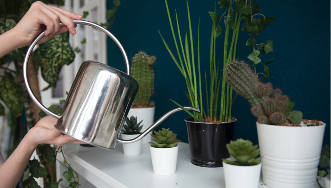 How to Water Your Plants the Right Way