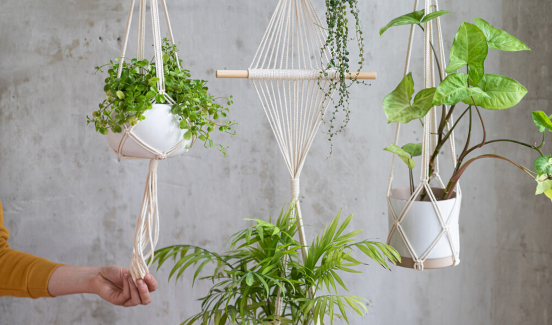 Why Hanging Plants Are a Trend We Want to See Grow