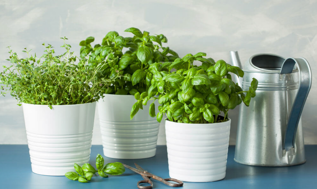 Gorgeous Scented Houseplants for Your Kitchen