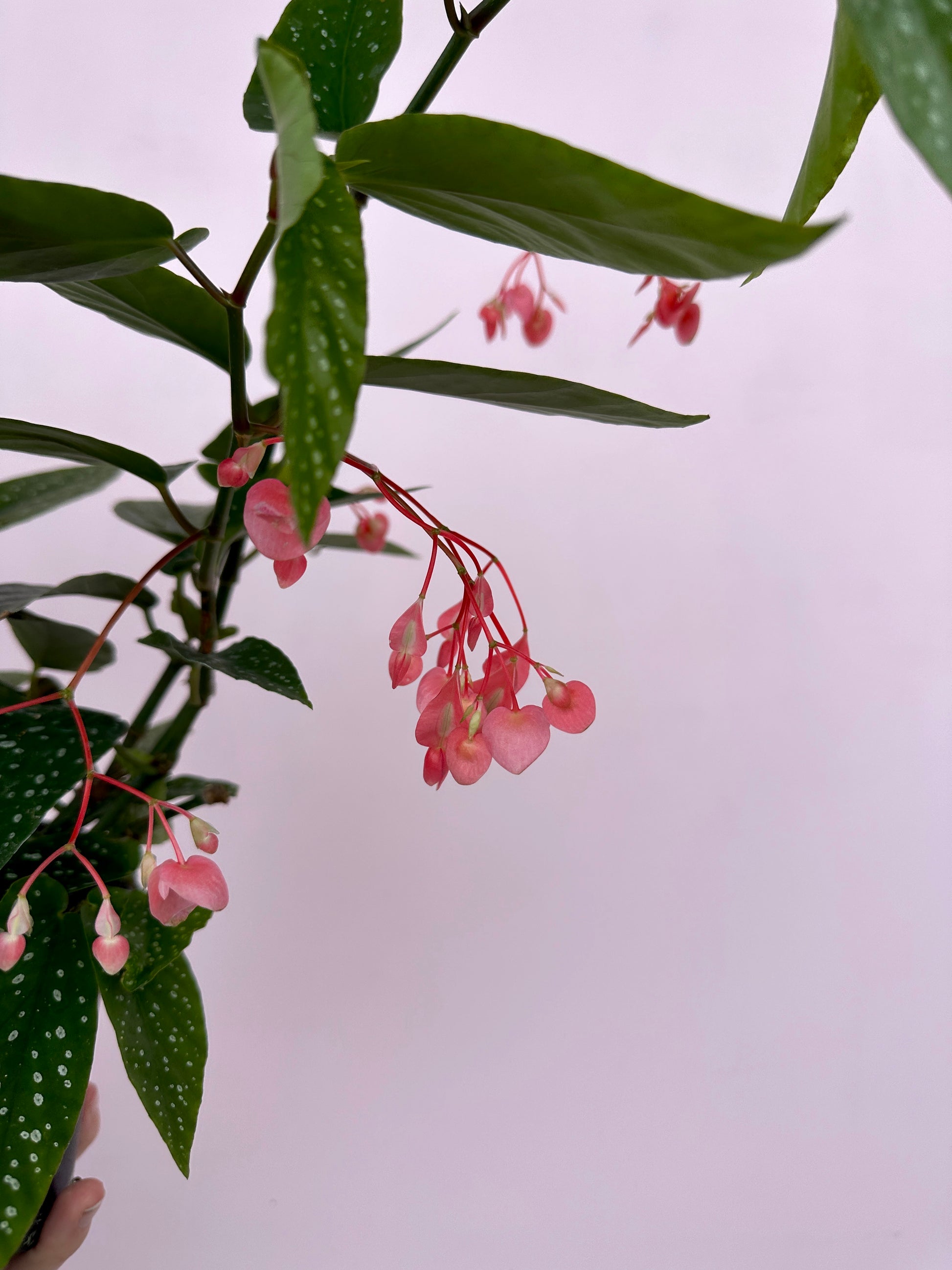 Angel Wing Begonia, Begonia, Indoor Plant, Flowering Plant, Gift, Wanaka, New Zealand