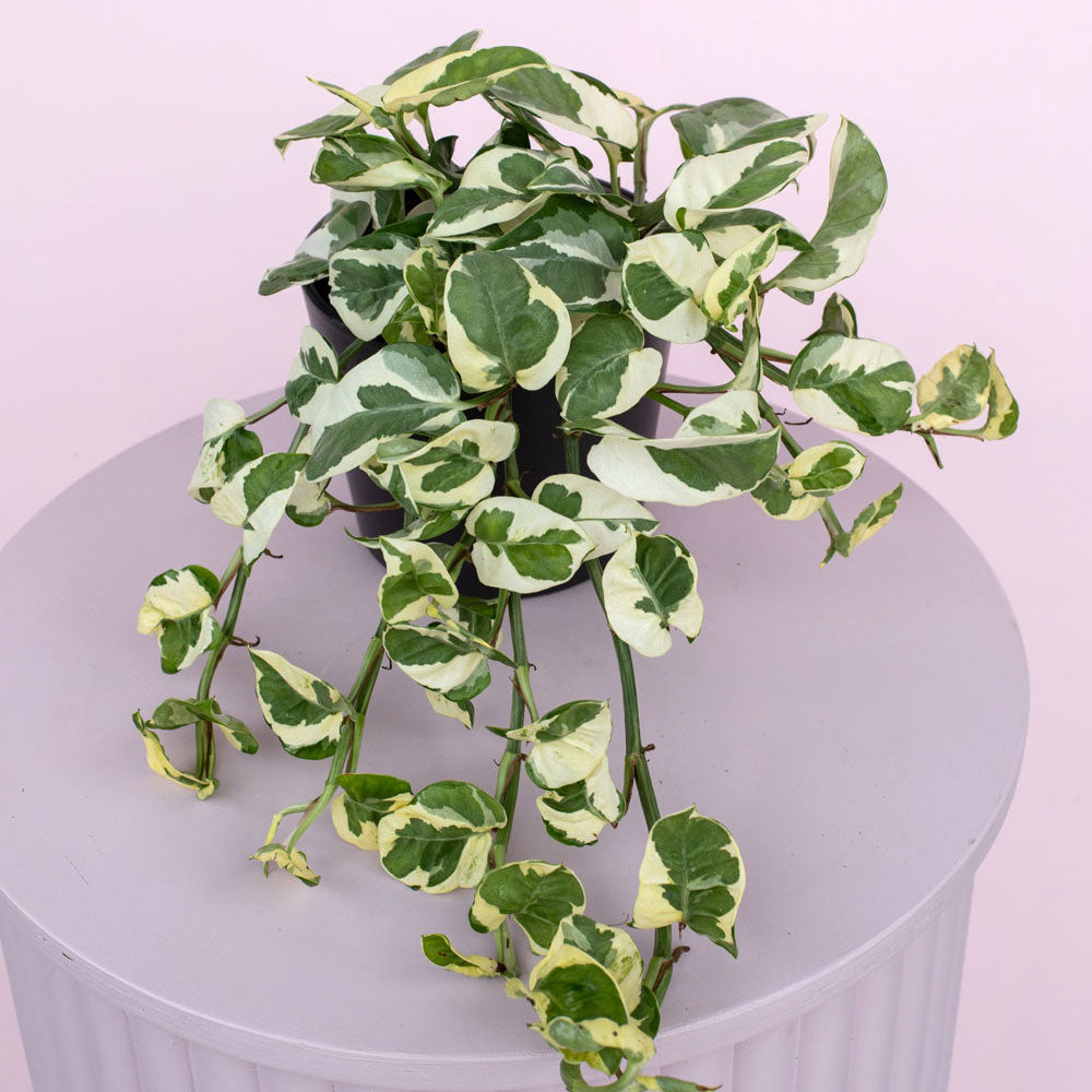 Variegated Vine, Houseplant, Gift, Plant Collective, New Zealand