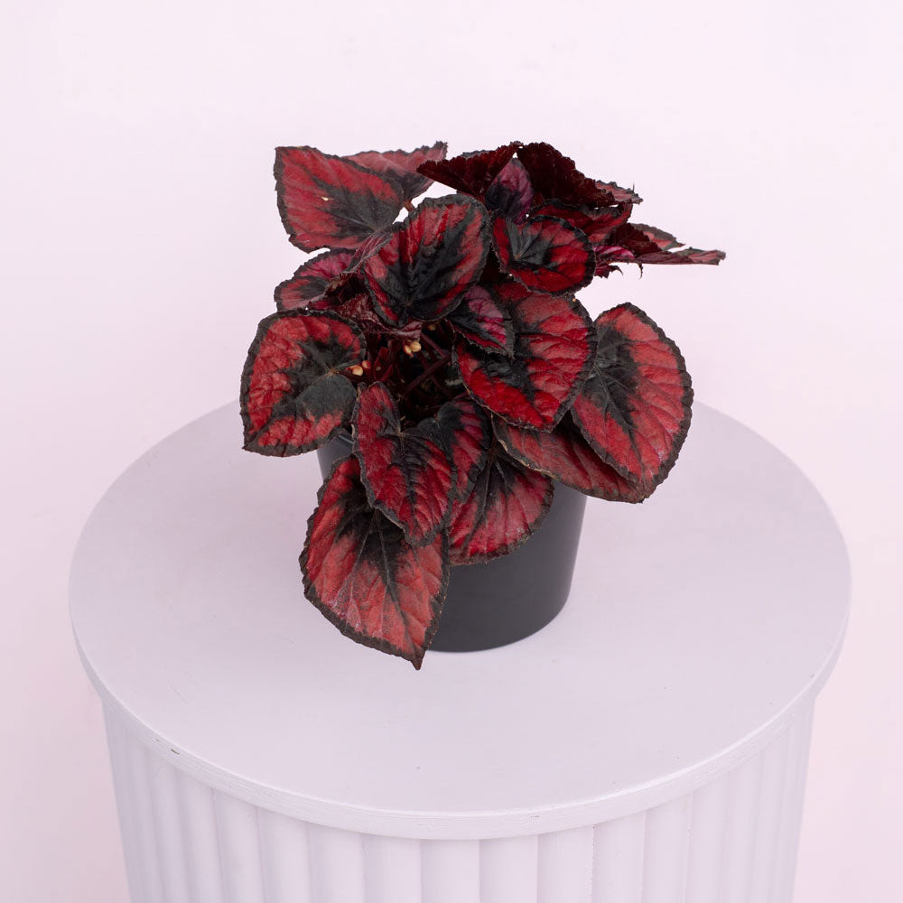 Begonia Red Kiss, Colourful Houseplant, Gift, Plant Collective, New Zealand