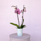 Pink Double Stemmed Orchid, Indoor houseplant, Gift, Ceramic Pot, Plant Collective Wanaka New Zealand