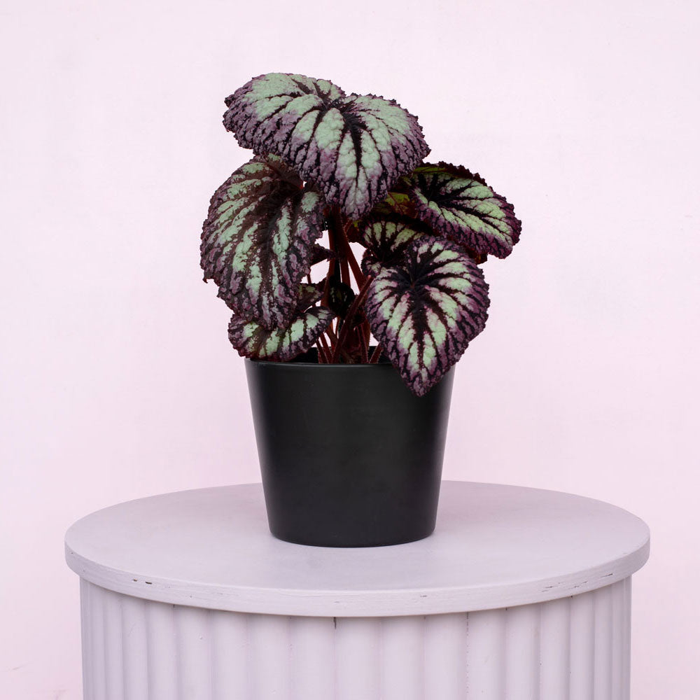 Begonia Fireworks, Colourful Houseplant, Gift, Plant Collective, New Zealand