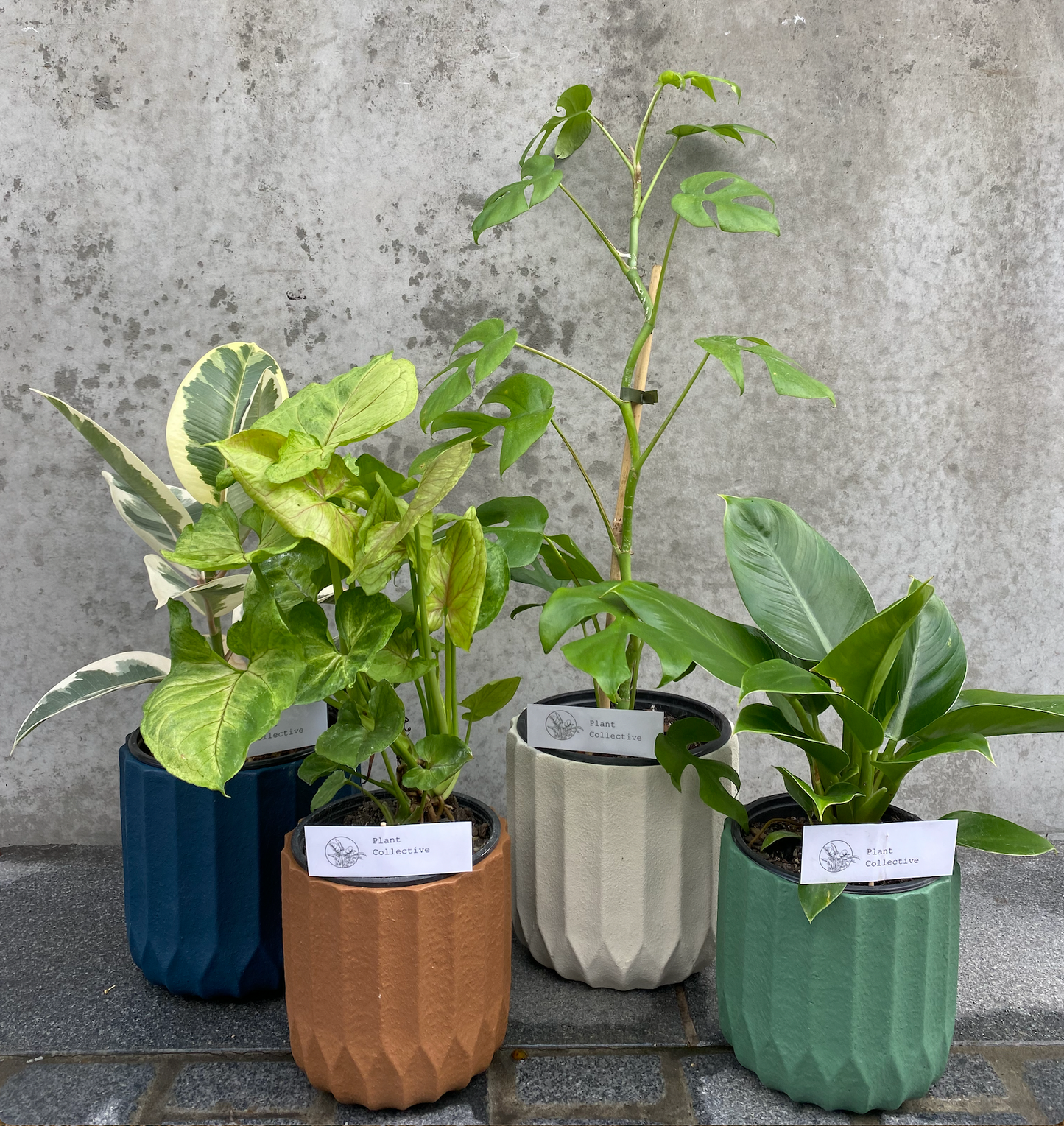 Pots, Indoor Plant Shop, Wanaka, New Zealand
