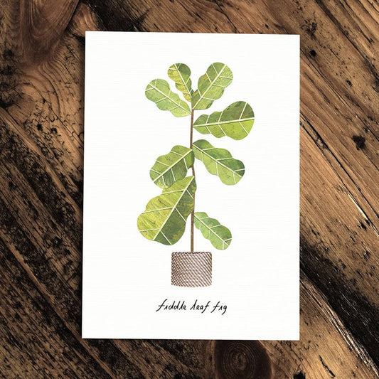 Gift, Fiddle Leaf Fig, Greeting Card, Indoor Plant Shop, Wanaka, New Zealand