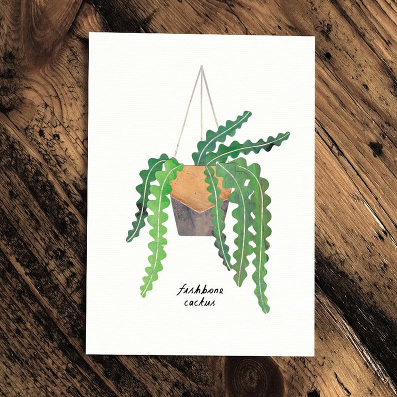 Gift, Fiddle Leaf Fig, Greeting Card, Indoor Plant Shop, Wanaka, New Zealand