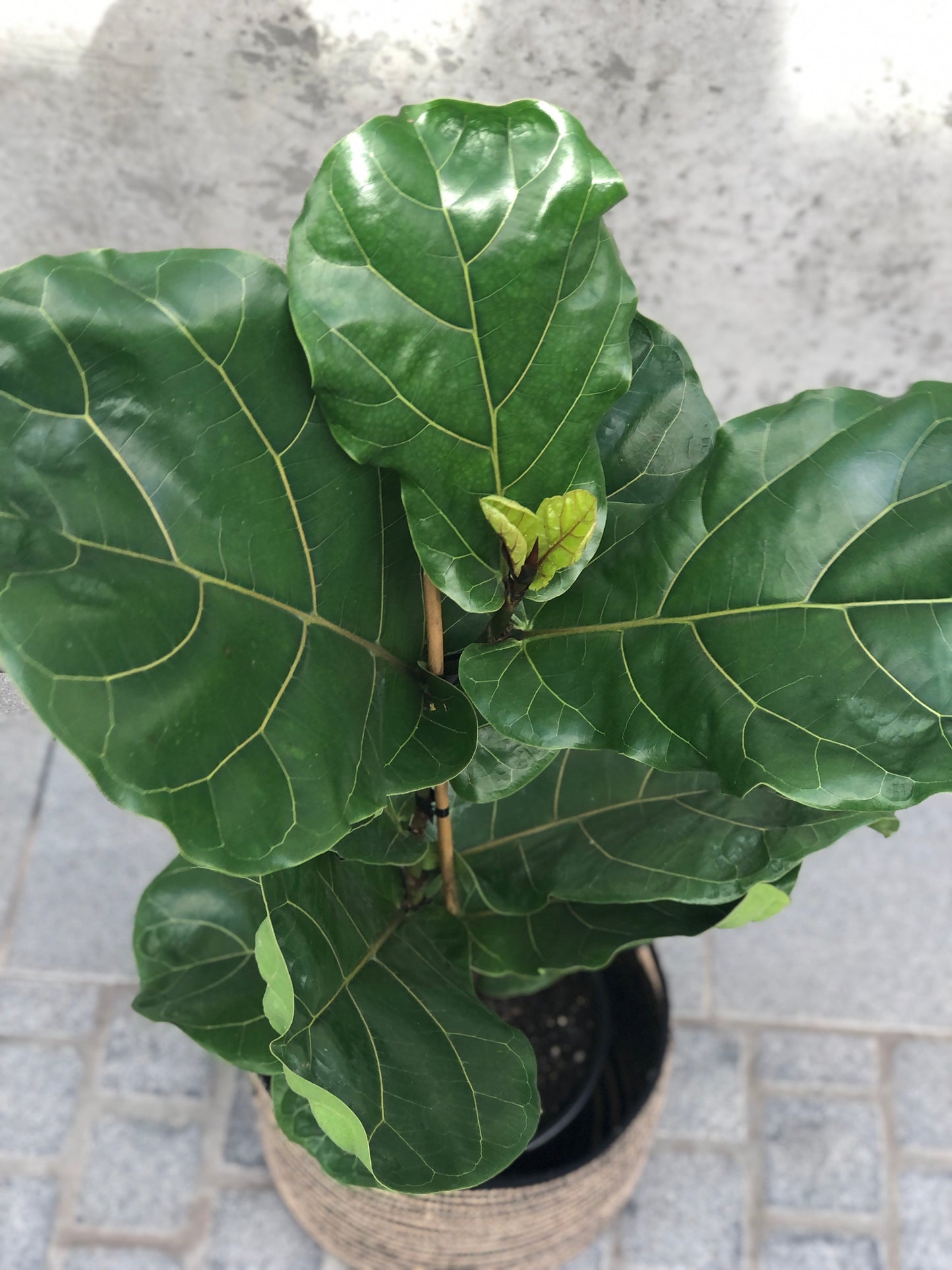 Ficus lyrata 'Fiddle Leaf Fig'