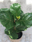 Ficus lyrata 'Fiddle Leaf Fig'